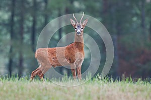 Male roe deer capreolus capreolus buck on meadow.