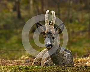 A male Roe Deer, Capreolus capreolus lies in rest an early morning.