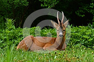 A male Roe Deer, Capreolus capreolus lies in rest an early morning.