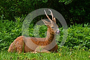 A male Roe Deer, Capreolus capreolus in rest with the tongue out an early morning.