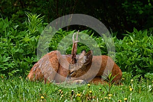 A male Roe Deer, Capreolus capreolus sleep and rest an early morning.