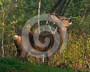A male Roe Deer, Capreolus capreolus standing and eat the bushes leaves.