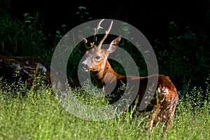 A male Roe Deer, Capreolus capreolus standing in a field