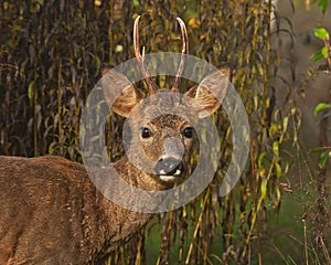 A male Roe Deer, Capreolus capreolus standing in a field looking at the camera