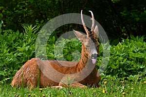 A male Roe Deer, Capreolus capreolus in rest with the tongue out an early morning.