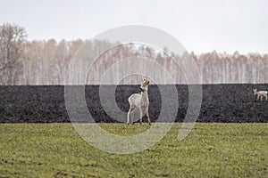 Siberian Roe Deer and the snowfall photo