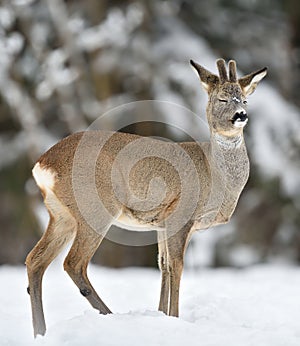 Male roe deer, Roebuck