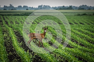 Male roe deer standing in the corn field.