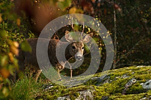 A male Roe Deer, Capreolus capreolus standing next to a rock cliff looking at the camera