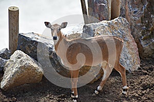 Male roebuck by the forest