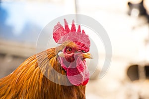 Male Rooster