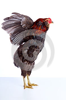 Male Rooster Araucana Easter egger breed