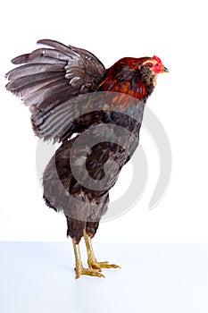 Male Rooster Araucana Easter egger breed photo