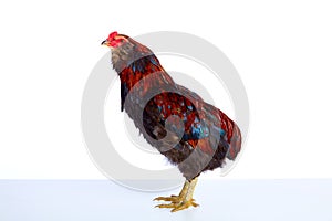 Male Rooster Araucana Easter egger breed