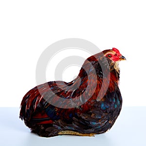 Male Rooster Araucana Easter egger breed photo