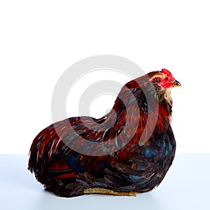 Male Rooster Araucana Easter egger breed