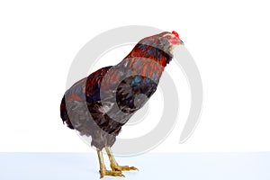 Male Rooster Araucana Easter egger breed