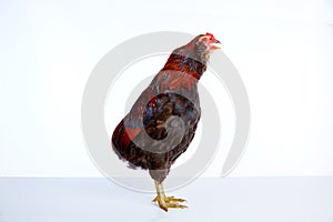 Male Rooster Araucana Easter egger breed