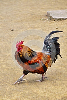 A Male Rooster Chicken Walking, Full Body