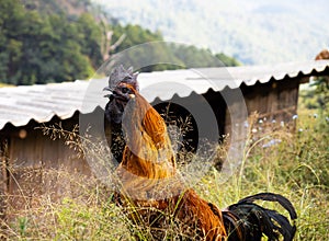 Male rooster with grass foreground in local Asian village