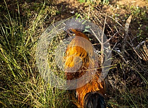 Male rooster with grass foreground in local Asian village