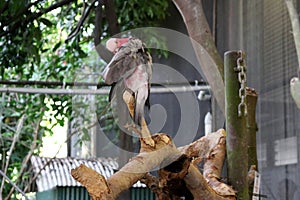 Male Rose-breasted cockatoo (Eolophus roseicapilla) preening : (pix Sanjiv Shukla)