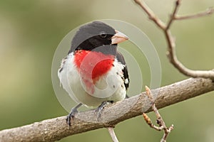 Male Rose-breasted Grosbeak