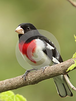 Male Rose-breasted Grosbeak photo