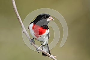 Male Rose-breasted Grosbeak