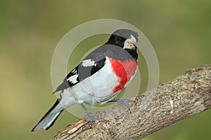 Male Rose-breasted Grosbeak