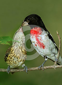 Male Rose-breasted Grosbeak Feeding Young