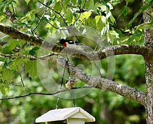 Male, Rose breasted grosbeak with his female Grosbeak landing above the birdfeeder Jenningsville Pennsylvania