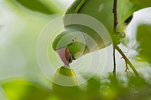 Masculino perico es un robando un árbol 