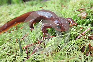 Male Rough-skinned Newt