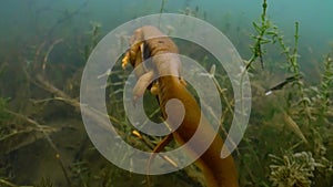 male rough skinned newt searching for a female