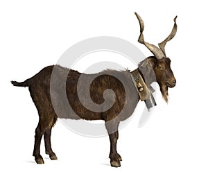 Male Rove goat, 6 years old, in front of white background