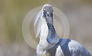 Male Royal Spoonbill in mating plumage