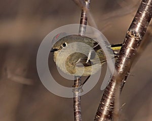 Male Ruby-crowned Kinglet