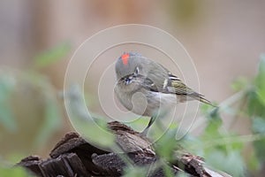 Male Ruby-crowned Kinglet showing red patch