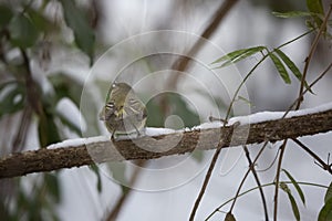 Male Ruby-Crowned Kinglet in the Snow