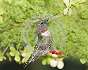 Male Ruby Throat Hummingbird at a feeder