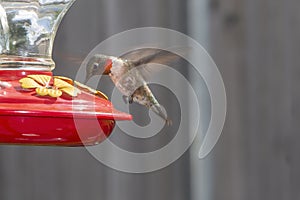 Male Ruby Throat Hummingbird hovering and drinking from a feeder