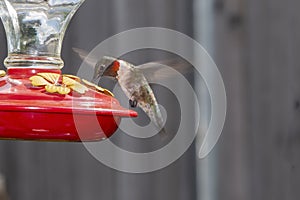 Male Ruby Throat Hummingbird hovering and drinking from a feeder