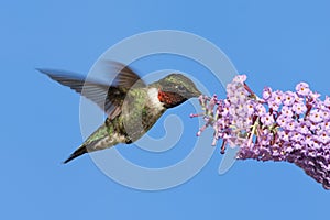 Male Ruby-throated Hummingbird