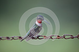 Male Ruby Throated Hummingbird