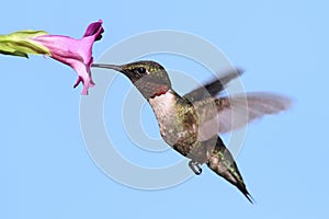 Male Ruby-throated Hummingbird