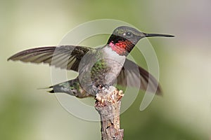 Samec kolibrík 