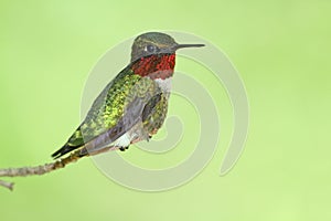 Male Ruby-throated Hummingbird