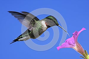 Male Ruby-throated Hummingbird