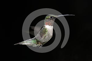 Male Ruby-throated Hummingbird